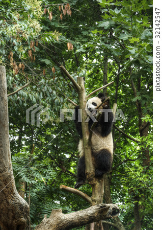 Big panda 32142547