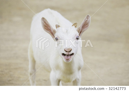 Crying cry goat 32142773