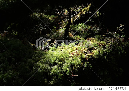 New Zealand Kepler truck 32142784