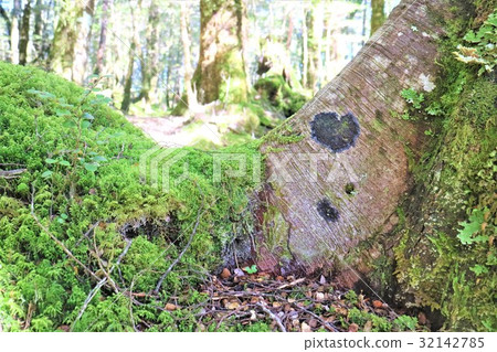 New Zealand Kepler truck 32142785