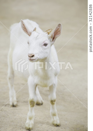 Cute child goat 32142886