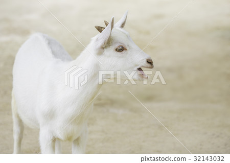 Crying cry goat 32143032