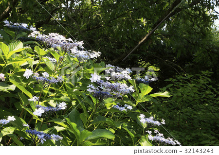 初夏公園 32143243