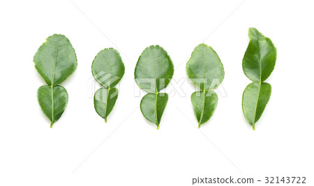 kaffir lime leaves 32143722