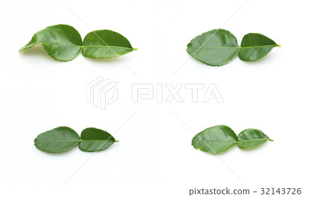 kaffir lime leaves 32143726