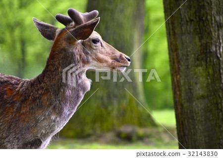 Fallow - fallow deer. (Dama dama )Beautiful nature 32143830
