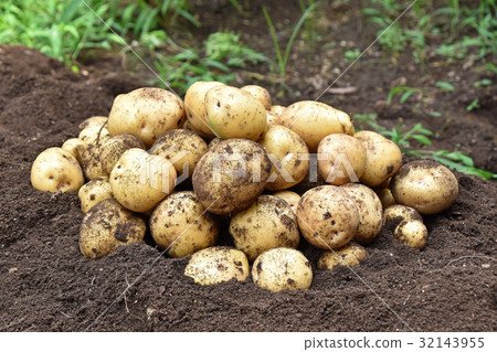 Harvesting of potato (Kitaka kari) 32143955