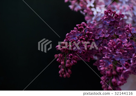 Branch of lilac on a dark background. The magical Branch of lilac on a dark background. The magical 32144116
