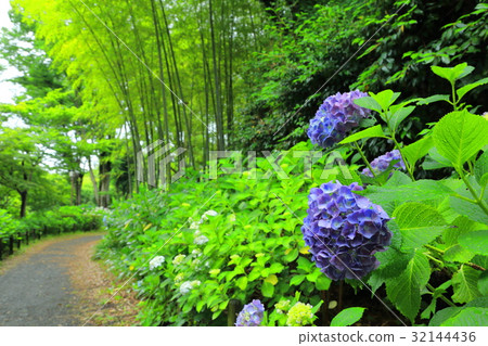 當地森林公園和竹林的八仙花屬胡同 當地森林公園和竹林的八仙花屬胡同 32144436