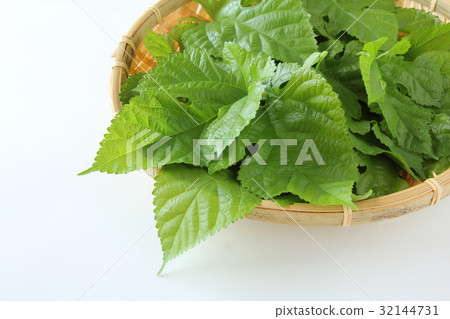Mulberry leaves Mulberry leaves 32144731