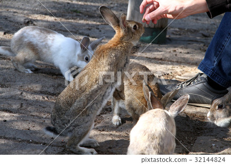 在奧野島的Usagi 32144824
