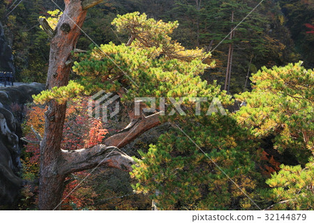 My wife valley autumn baby pine 32144879