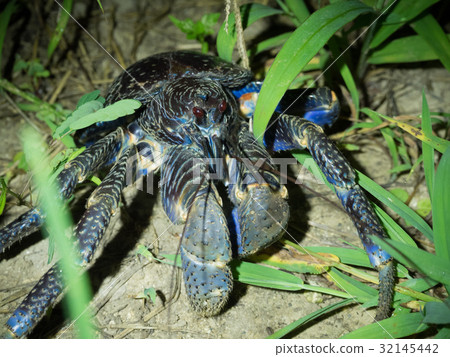 coconut crab coconut crab 32145442