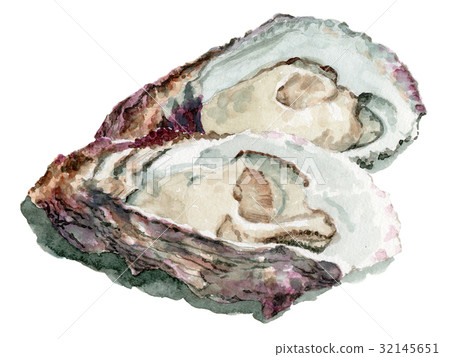 analog watercolor raw oyster 32145651
