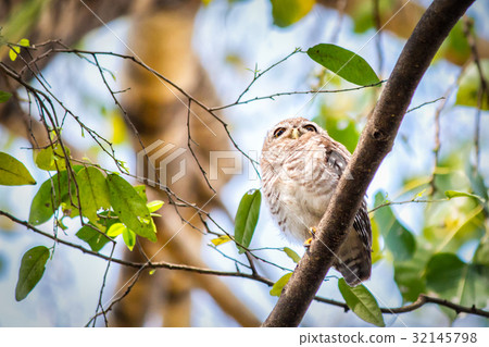 Close up of spotted owlet or athene brama bird. Close up of spotted owlet or athene brama bird. 32145798