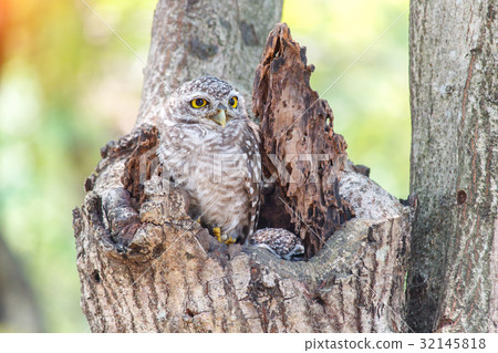 Close up of spotted owlet or athene brama bird. 32145818
