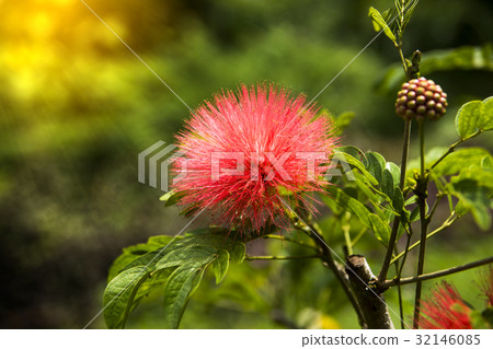 Red Powder Puff flower Red Powder Puff flower 32146085