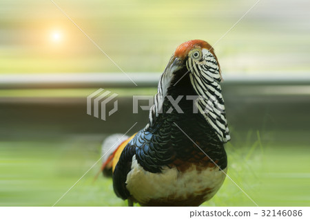 Lady Amherst's Pheasat. 32146086