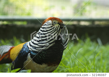 Lady Amherst's Pheasat. 32146087