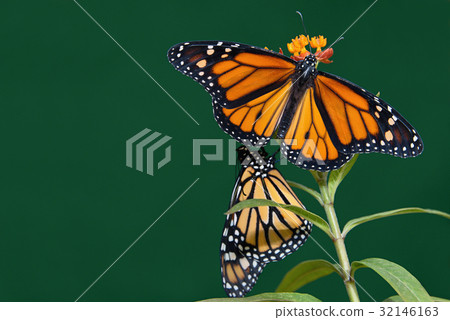 Two monarch butterflies are perched on a flower Two monarch butterflies are perched on a flower 32146163