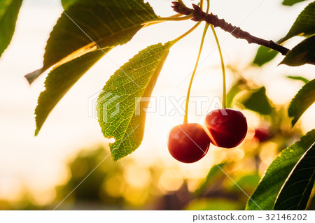 Ripe cherry berries in yellow backlight Ripe cherry berries in yellow backlight 32146202