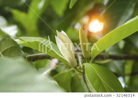 White Champaka are blooming on tree. 32146314