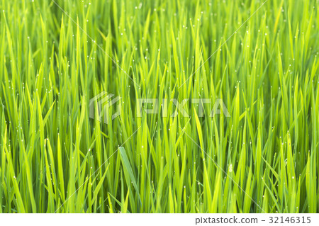 rice plant in rice field with drop dew. rice plant in rice field with drop dew. 32146315