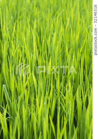rice plant in rice field with drop dew. rice plant in rice field with drop dew. 32146316