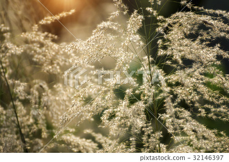 Brown grass in the summer with sunlight. Brown grass in the summer with sunlight. 32146397