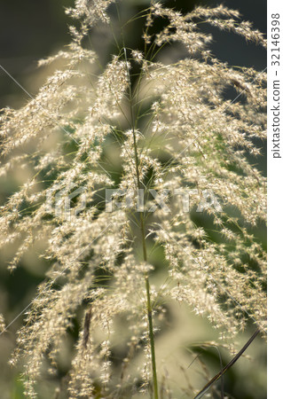 Brown grass in the summer. 32146398