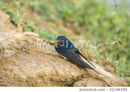Barn Swallow (Hirundo rustica) Barn Swallow (Hirundo rustica) 32146399