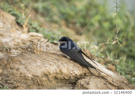 Barn Swallow (Hirundo rustica) 32146400