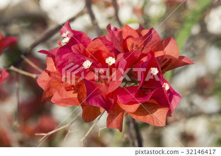 Bougainvillea flower. 32146417