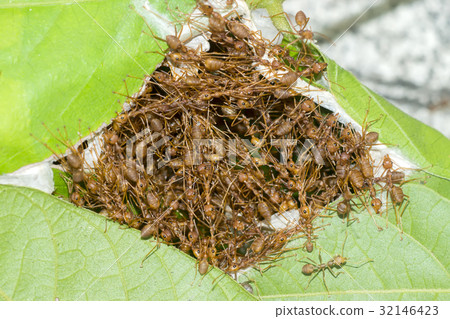 Unity of ants And nest building Unity of ants And nest building 32146423