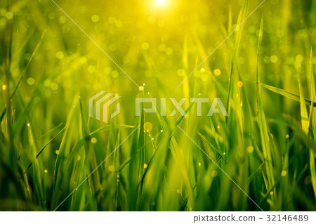 rice plant in rice field with drop dew. rice plant in rice field with drop dew. 32146489