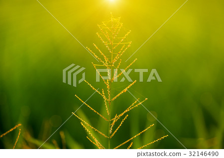 Flower grass and sunlight. 32146490