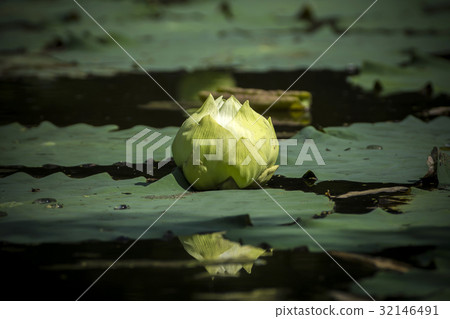 Green lotus flower. Green lotus flower. 32146491