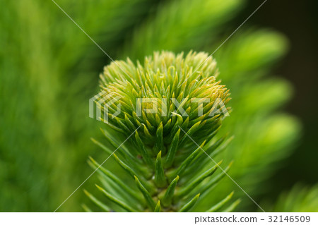 Araucaria heterophylla - Norfolk Island Pine macro Araucaria heterophylla - Norfolk Island Pine macro 32146509
