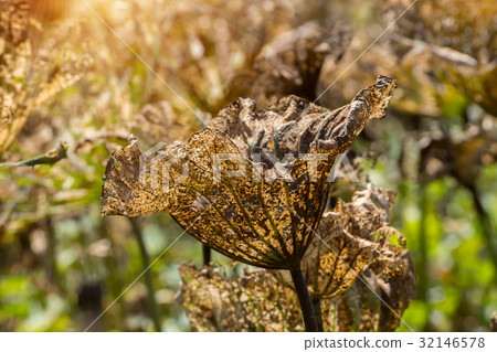 The dried lotus leaves in pond with sunlight. The dried lotus leaves in pond with sunlight. 32146578