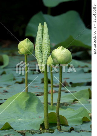 Green lotus flower. Green lotus flower. 32146599
