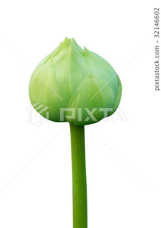 Green lotus flower on white background. Green lotus flower on white background. 32146602