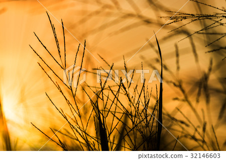 Silhouettes of Flower grass and sunlight. 32146603