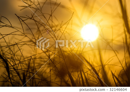 Flower grass and sunlight. Flower grass and sunlight. 32146604