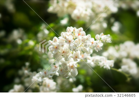 White Mexican Creeper in the garden. 32146605