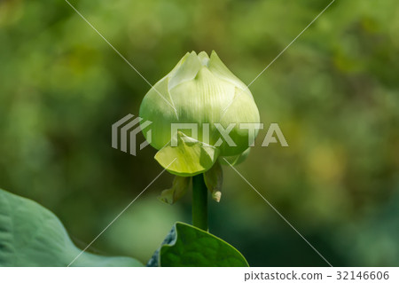 Green lotus flower. 32146606