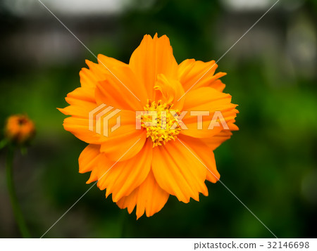 orange cosmos flower in the garden. orange cosmos flower in the garden. 32146698