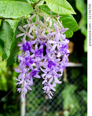 Petrea Flowers on the tree. 32146700