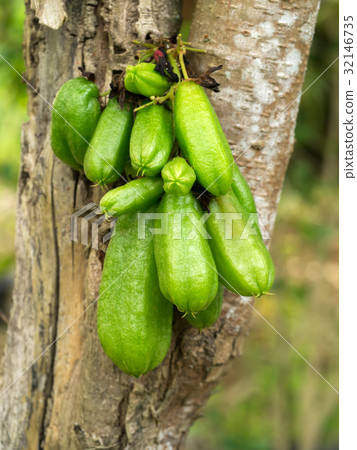 Bilimbi (Averhoa bilimbi Linn.) on tree 32146735