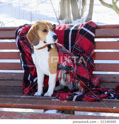 Purebreed adorable beagle dog sitting grunge bench 32146980