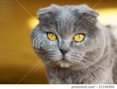 Gray British Scottish Fold Short Hair Yellow Eyes Gray British Scottish Fold Short Hair Yellow Eyes 32146990